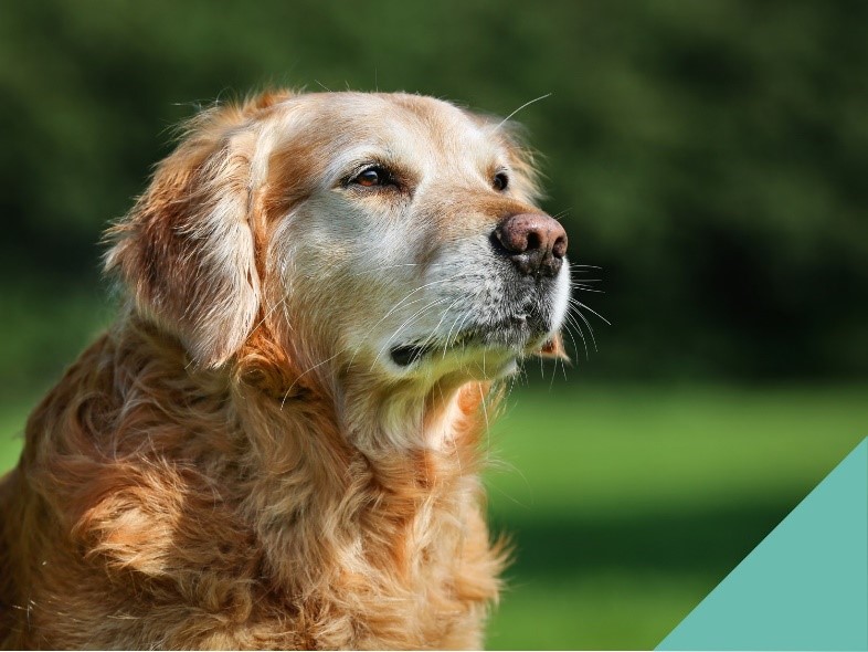 Old Dog