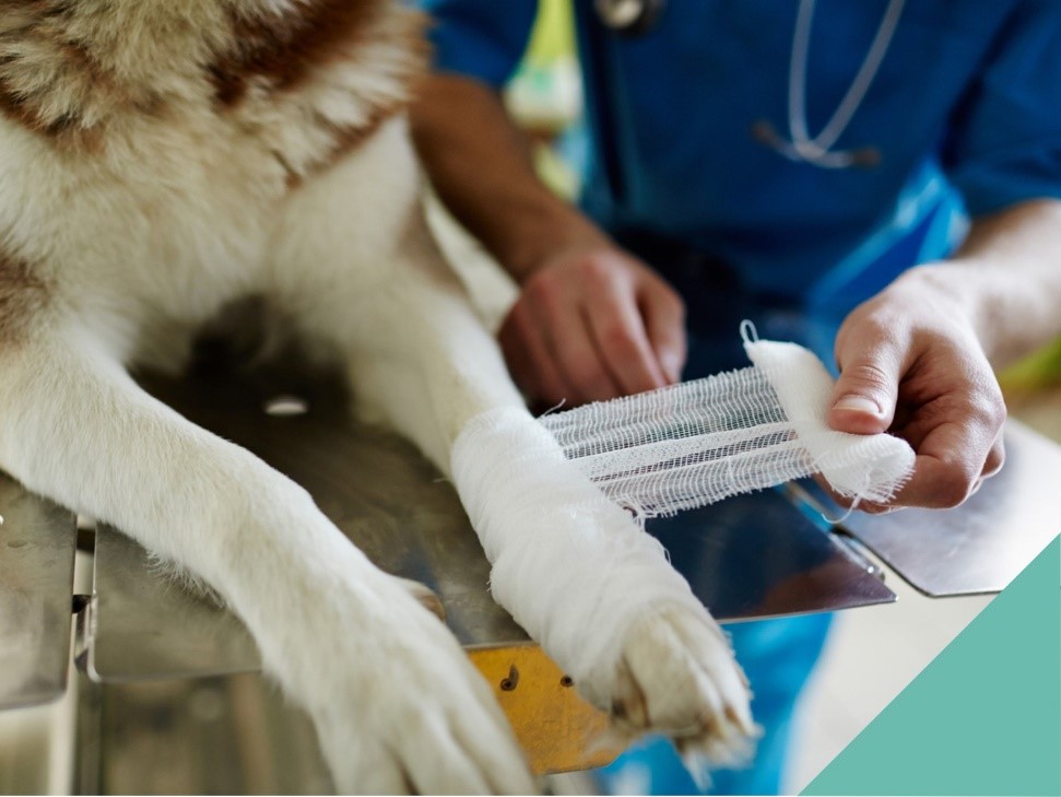 Pet Vaccinations
