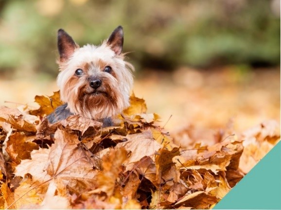 Pet Vaccinations Maven Vets in Surrey