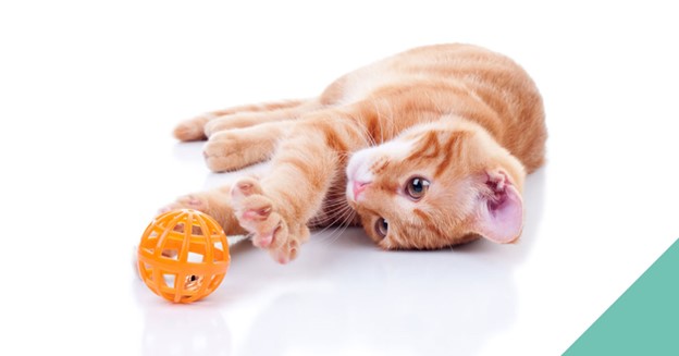Cat toy