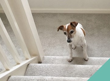 Stairs and dog