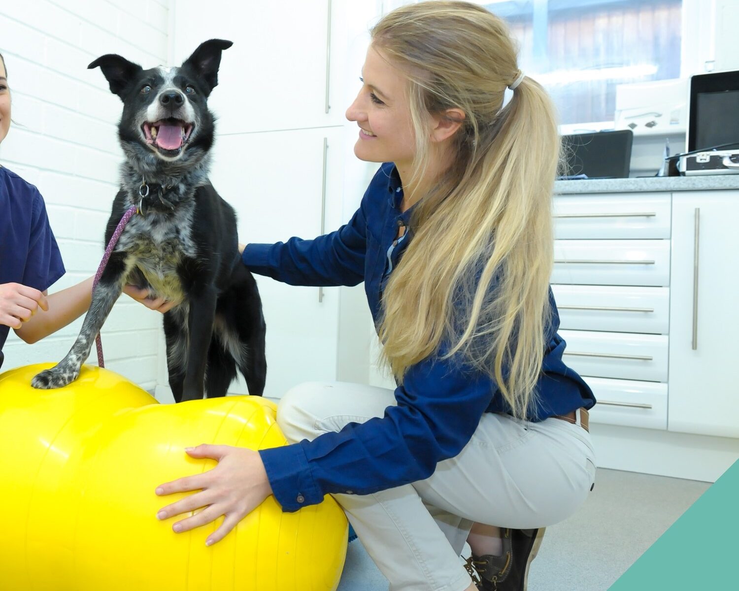 Dog with Vet