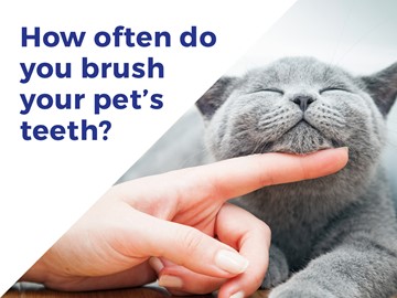 Cat Dentist