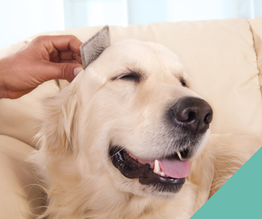 grooming-dog
