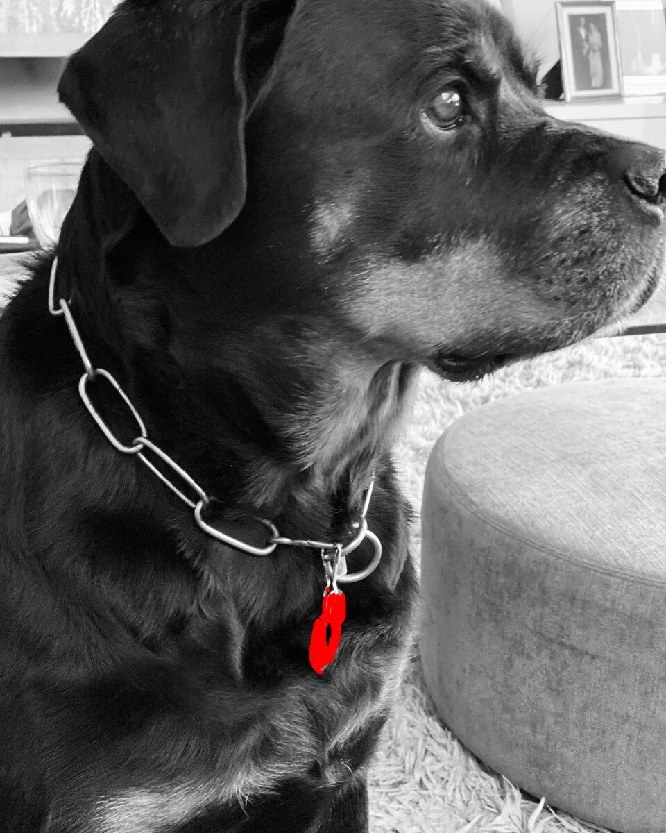 black dog at home