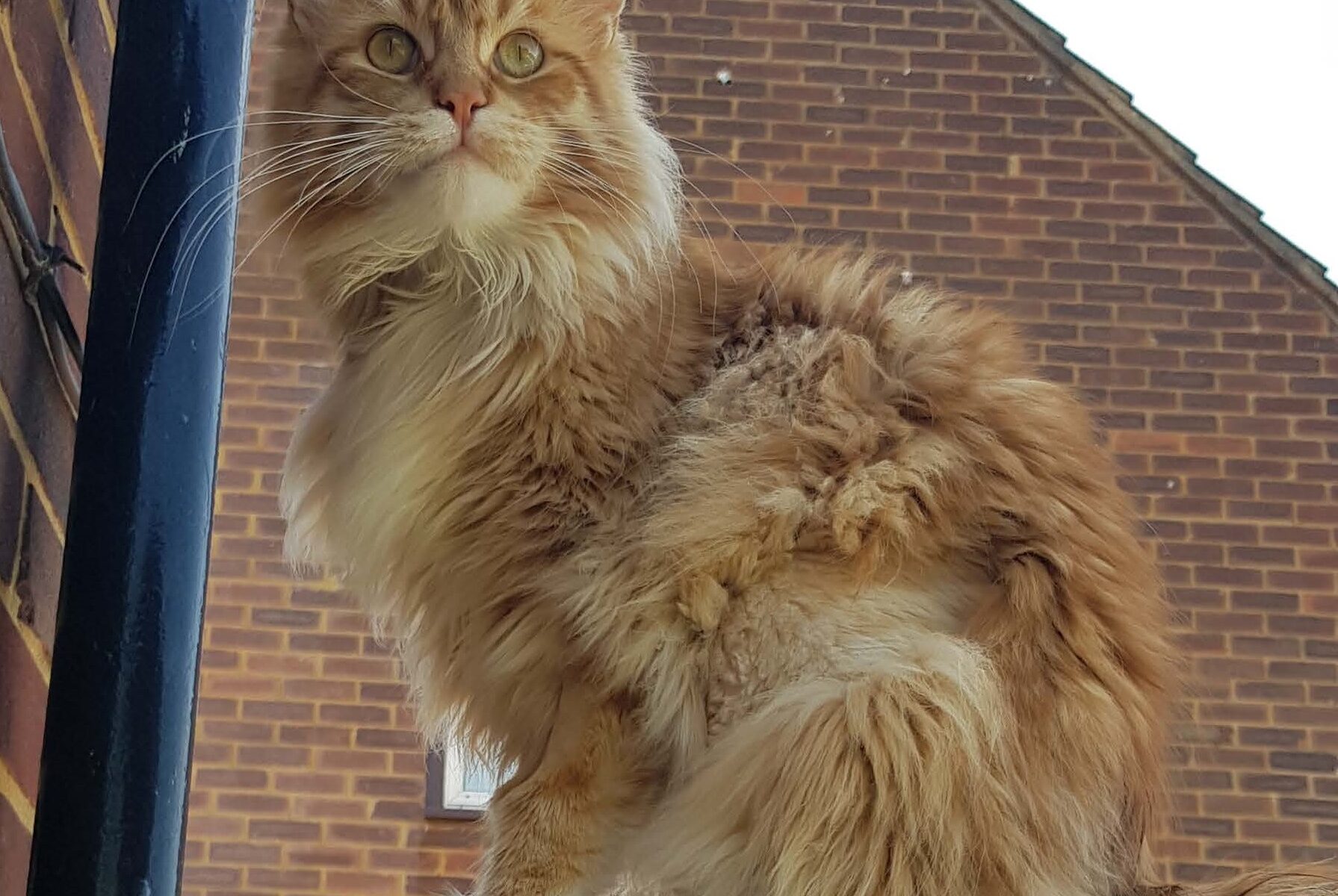 ginger cat sat on patio edge