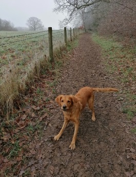 dog enjoying a muddy walk