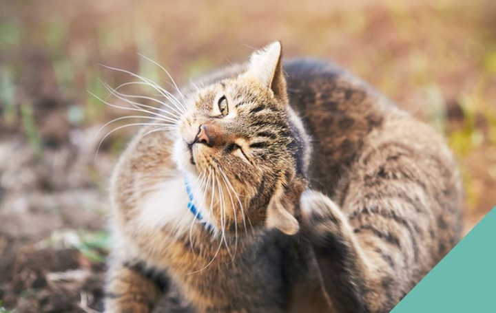 cat scratching ears