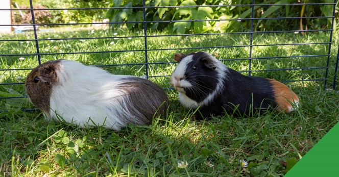 hutches