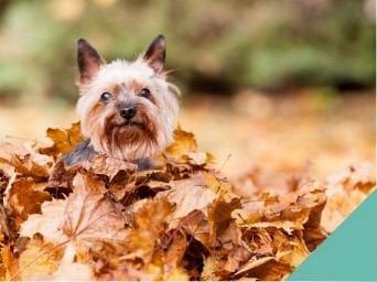 Dog leaves