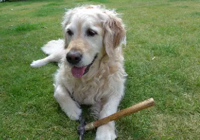 Pet of the Month July 2021 : Cassie Chambers