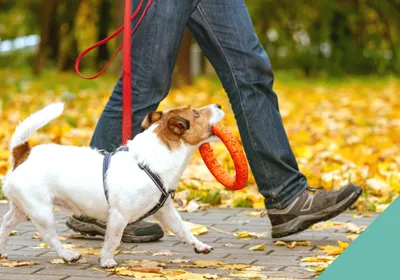 Walking your dog