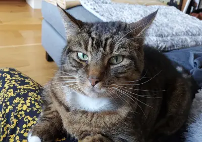 Pet of the Month August 2021: Arnie Alderton