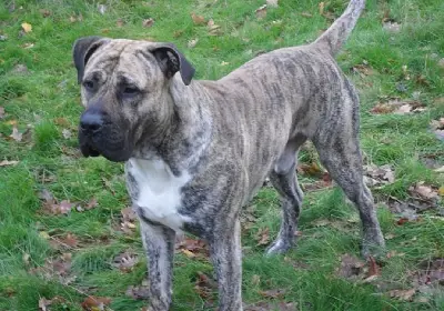 Pet of the Month November 2021: Chago