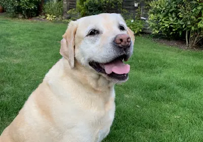 Pet of the Month January 2022: Harlyn Cooper