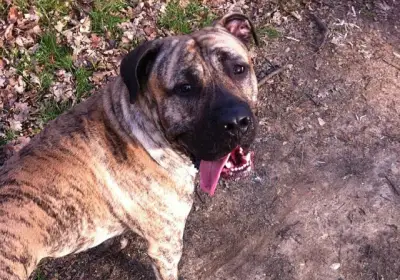 Chago is Crowned as Maven’s Pet of the Year 2021