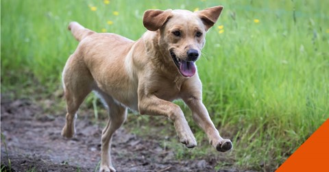 itchy-dog