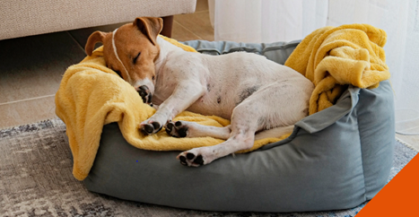 Keeping your pets warm this winter