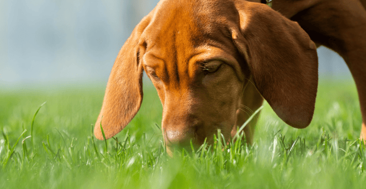 pet-allergies-maven-vets