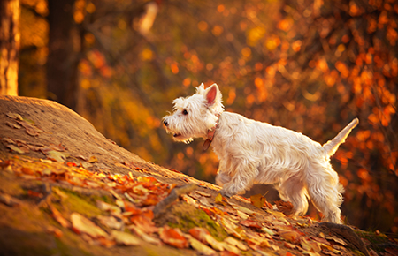 conkers poisonous to dogs - Autumn westie