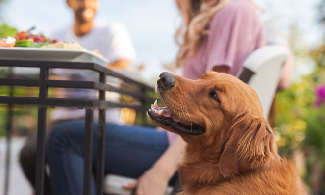 Is corn on the cob safe for your dog?