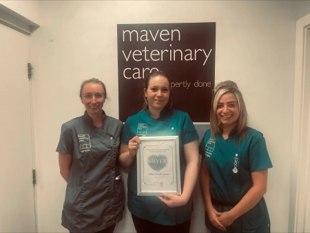 maven vets in north cheam are rabbit friendly