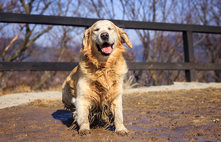 dog with Alabama Rot