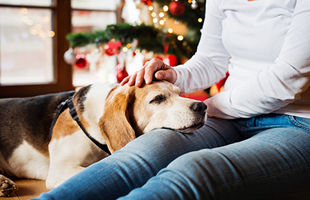 The best products you need for your senior pet this Christmas - senior woman with her dog