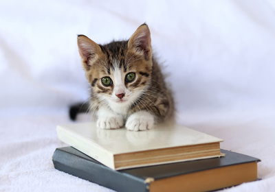 Celebrating World Book Day 2024 with Maven Veterinary Clinic