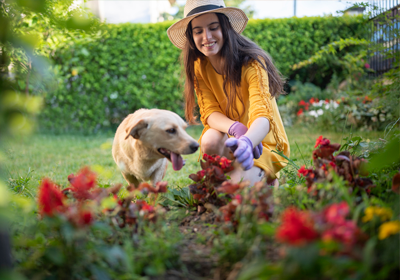 top 12 most poisonous plants for pets