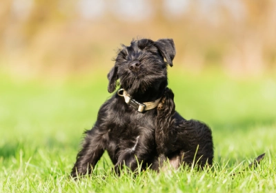 Common allergies in dogs - itchy dog