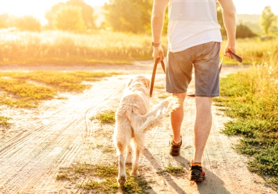tips on walking your dog during the summer months