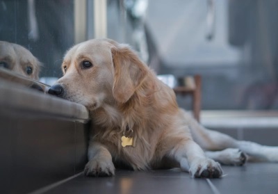 Dog looking out window