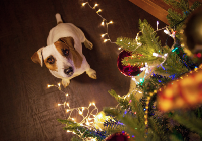 Dog sitting by a Christmas tree