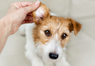 Pet ear care