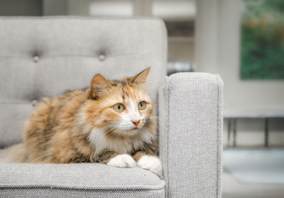 Cat sitting on a grey chair