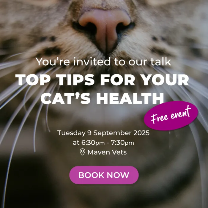 take the weight off cat infographics