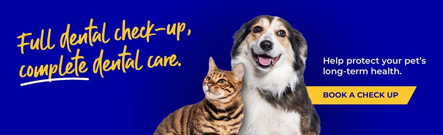 Vets in Sutton | Vets Near Me | Maven Vets