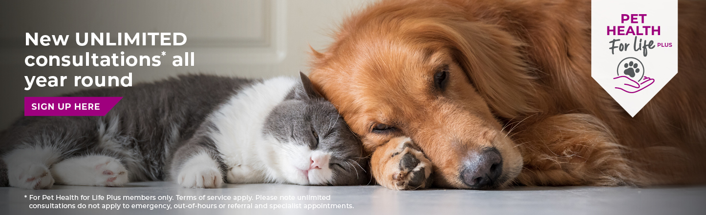 Vets in Sutton | Vets Near Me | Maven Vets