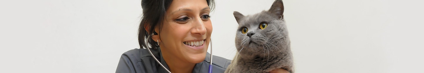 Bring your Cat to our Practice | Maven Vets Sutton
