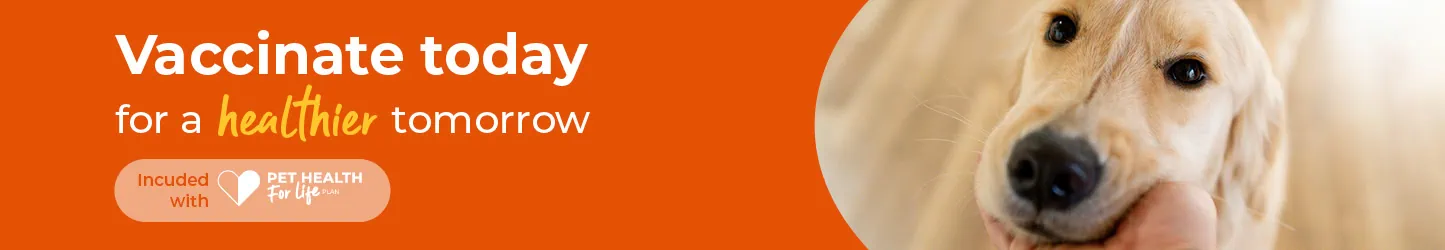 Cat Vaccinations in Sutton | Maven Veterinary Care