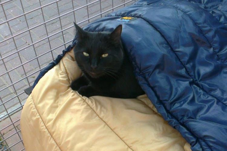 Pet Cat with blanket