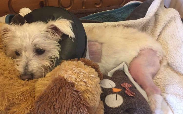 dog sat with toys after surgery