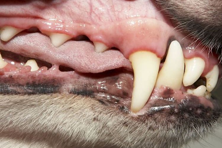 dog teeth