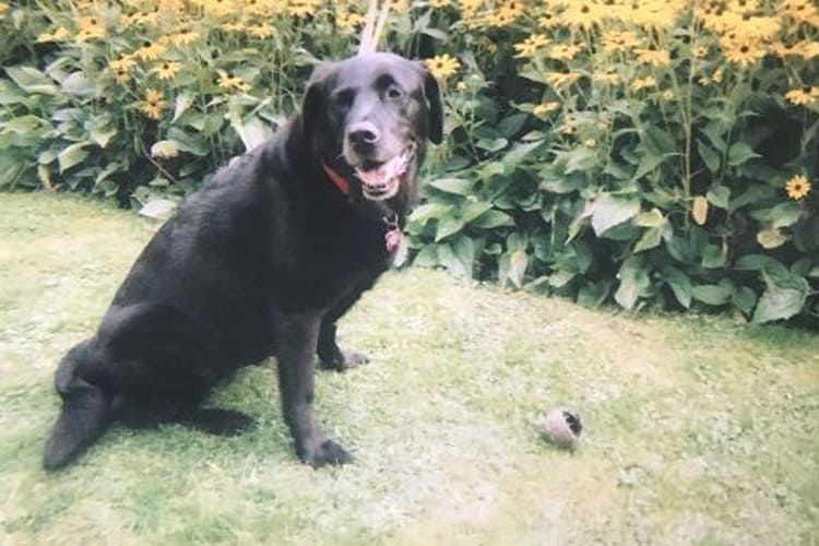 Pet Dog outside with ball