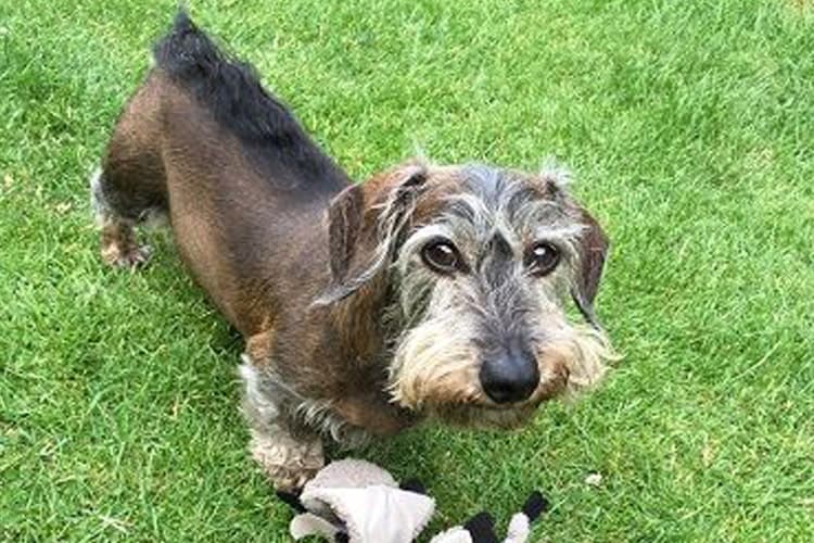 Pet Dog playing on grass