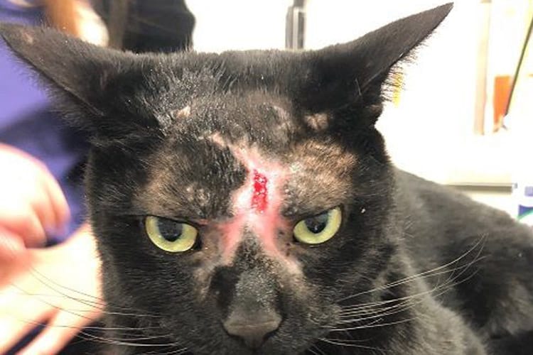 Cat Wound face injury