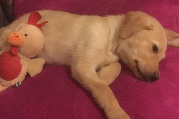 puppy sleeping with toy