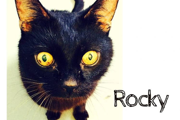 Pet Cat rocky