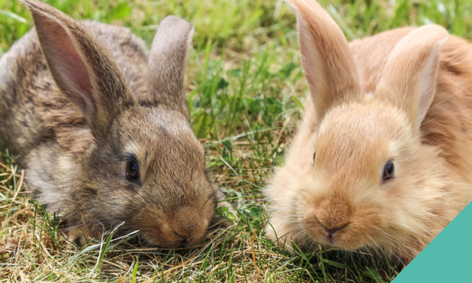 two rabbits sat on grass